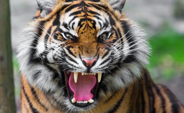 e6lu0cg8_tiger-roar-generic_625x300_24_January_25.jpg